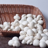 Šampinjoni tokom trudnoće: je li moguće ili ne, karakteristike i pravila upotrebe